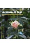Seife im Quadrat Neckarstadt Rose / Hand- und Körperseife